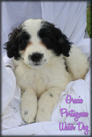 Portuguese Water Dog