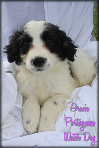 Portuguese Water Dog