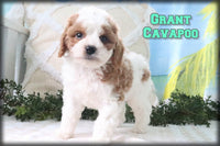 Grant Male Cavapoo $850