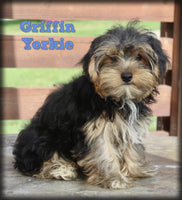 Griffin Male AKC Yorkshire Terrier $599