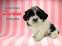 Blaze Male Shorkie $800