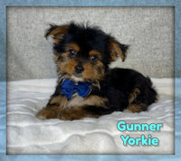 Yorkshire Terrier