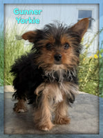 Gunner Male Yorkshire Terrier $599