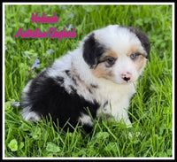 Hadassah Female Mini Australian Shepherd $1500