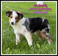 Mini Australian Shepherd