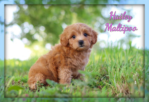 Maltipoo