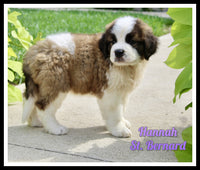 Hannah Female AKC Saint Bernard $1350