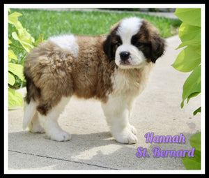 Saint Bernard