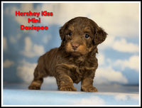 Hershey Kiss Male Mini Doxiepoo $1725