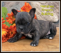 Hershey Male French Bulldog $995