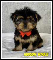 Hudson Male Yorkshire Terrier $950