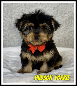 Yorkshire Terrier