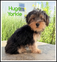 Hugo Male Yorkshire Terrier $599