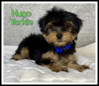 Hugo Male Yorkshire Terrier $950