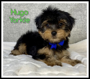 Yorkshire Terrier