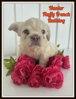 Hunter Male AKC Fluffy French Bulldog $1650