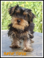 Hunter Male Yorkshire Terrier $599