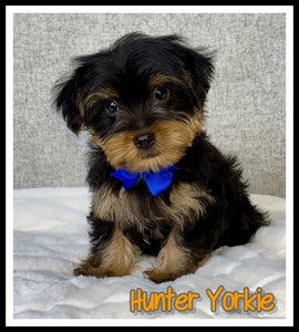 Yorkshire Terrier