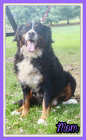 Lucy Female AKC Bernese Mountain Dog $1800