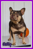 Hendricks AKC Male French Bulldog $1450