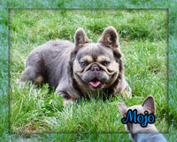 Hazel AKC Female French Bulldog $1850