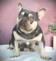 Turbo AKC Male French Bulldog STUD $1600