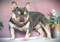 Turbo AKC Male French Bulldog STUD $1600