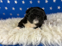 Beyonce Female AKC Pekingese $3625