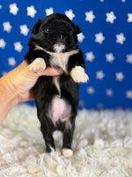 Beyonce Female AKC Pekingese $3625
