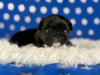 Beyonce Female AKC Pekingese $3625