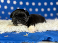 Beyonce Female AKC Pekingese $3625