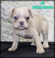 Ike Male AKC French Bulldog $1400