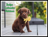 Indigo Male AKC Labrador Retriever $1500