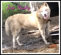 Siberian Husky