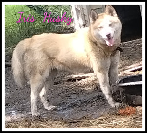 Siberian Husky