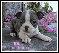 Iris Female Boston Terrier $900