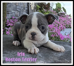 Boston Terrier
