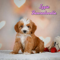 Izzie Female F2 Mini Bernedoodle $850