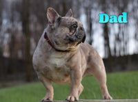 Boone Male AKC French Bulldog $3300