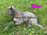 Baily Female AKC French Bulldog $2000
