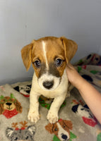 Jack Russell Terrier