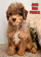 Jack Male ICA Mini Poodle $1350