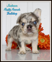 Jackson Male AKC Fluffy French Bulldog $2950