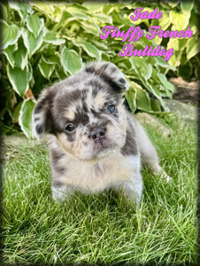  Fluffy French Bulldog