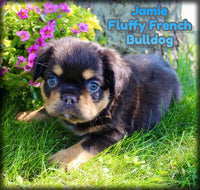 Jamie Male AKC Fluffy French Bulldog $1800