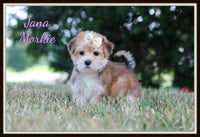 Morkie