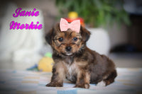 Morkie