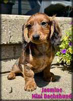 Mini Dachshund