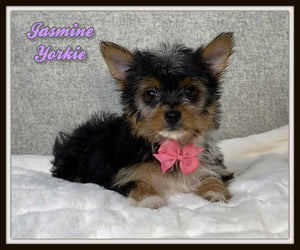 Yorkshire Terrier