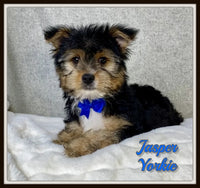 Jasper Male Yorkshire Terrier $1200